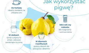 Trzy żółte owoce pigwy na tle grafiki z ikonami i tekstem o jej zastosowaniach.