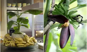 Dwa obrazy: po lewej bananowiec w donicy z owocami na blacie, po prawej kwiatostan bananowca z młodymi bananami.