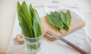 Świeży czosnek niedźwiedzi w szklance i na desce do krojenia, gotowy do przygotowania pysznego pesto.