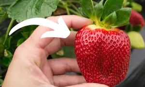 Dłoń trzyma dojrzałą truskawkę, a biała strzałka wskazuje na jej pestki. Czy truskawka to jagoda? Botanicznie nie, ale smakuje jak najsłodsza jagoda!