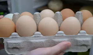 Taca z jajkami, niektóre jasne, inne brązowe. Czy któreś z nich będą miały gorzki smak jajka?