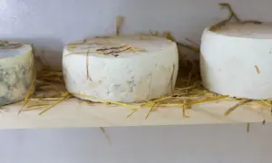 Trzy okrągłe sery, w tym jeden z niebieską pleśnią, leżą na drewnianej półce wśród słomy. To idealne miejsce dla dojrzewającego kozi ser pleśniowy.
