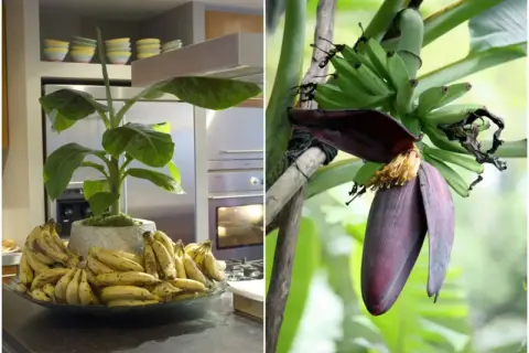Dwa obrazy: po lewej bananowiec w donicy z owocami na blacie, po prawej kwiatostan bananowca z młodymi bananami.