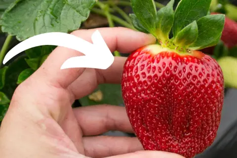 Dłoń trzyma dojrzałą truskawkę, a biała strzałka wskazuje na jej pestki. Czy truskawka to jagoda? Botanicznie nie, ale smakuje jak najsłodsza jagoda!