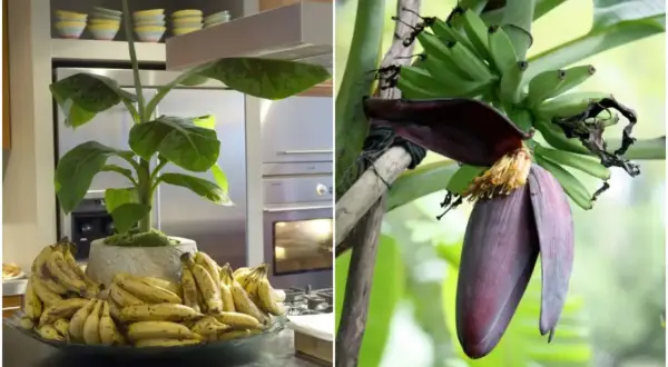 Dwa obrazy: po lewej bananowiec w donicy z owocami na blacie, po prawej kwiatostan bananowca z młodymi bananami.
