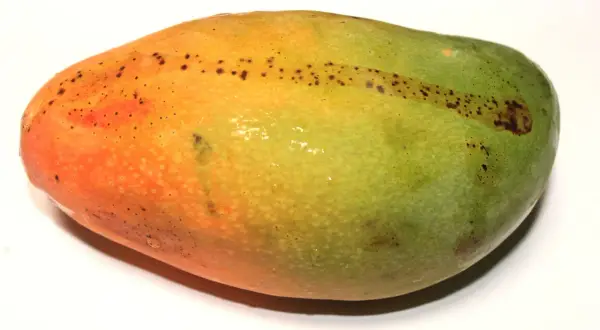 Dojrzałe mango ma pomarańczowo-zieloną skórkę z drobnymi, ciemnymi plamkami. Jak sprawdzić czy mango jest dojrzałe? Delikatnie naciśnij owoc.