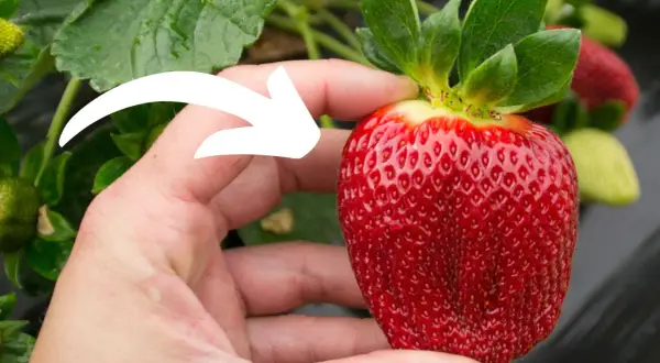 Dłoń trzyma dojrzałą truskawkę, a biała strzałka wskazuje na jej pestki. Czy truskawka to jagoda? Botanicznie nie, ale smakuje jak najsłodsza jagoda!
