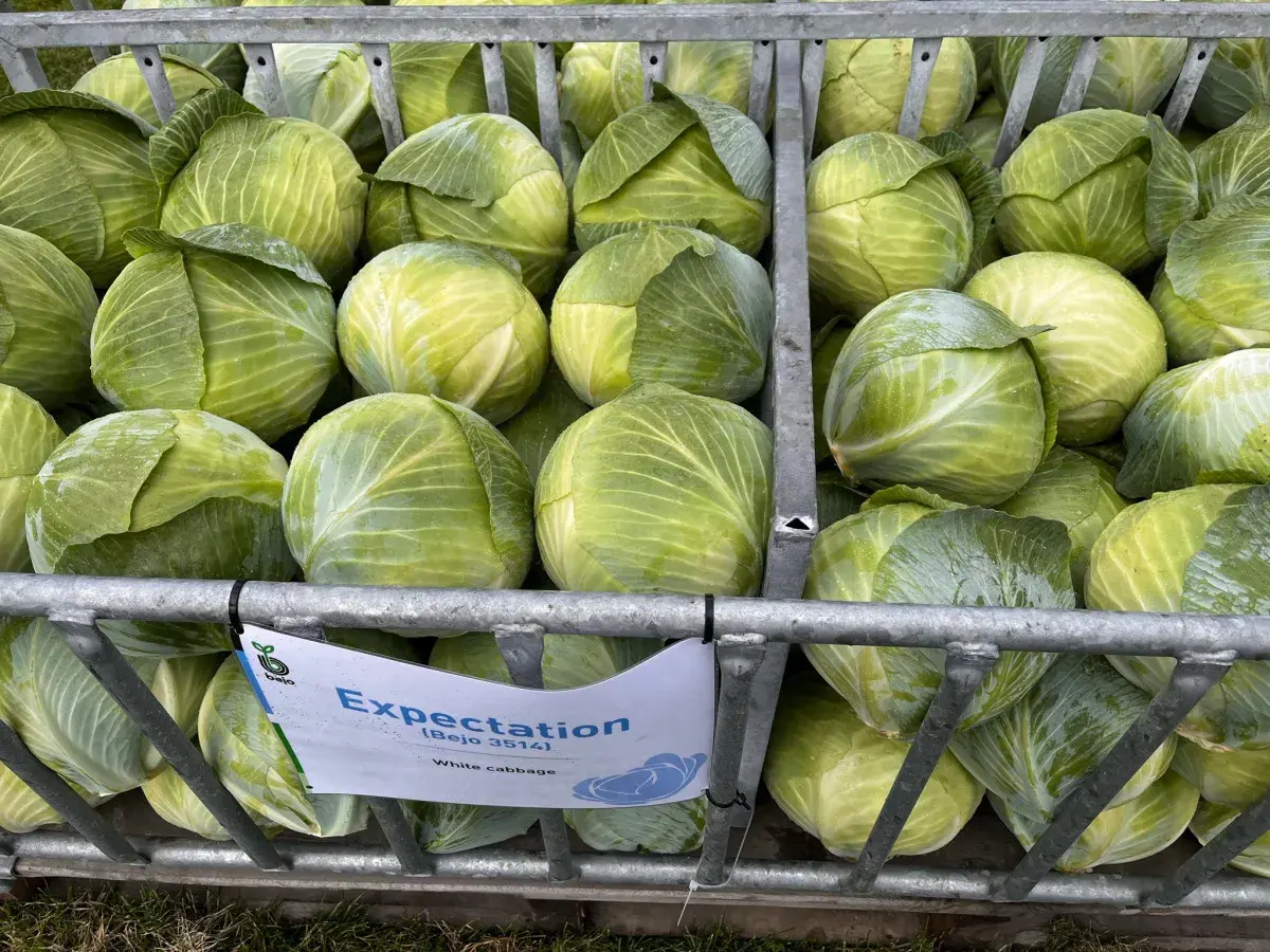 Duże ilości białej kapusty, różne rodzaje kapusty w metalowych skrzyniach, gotowe do zbioru.
