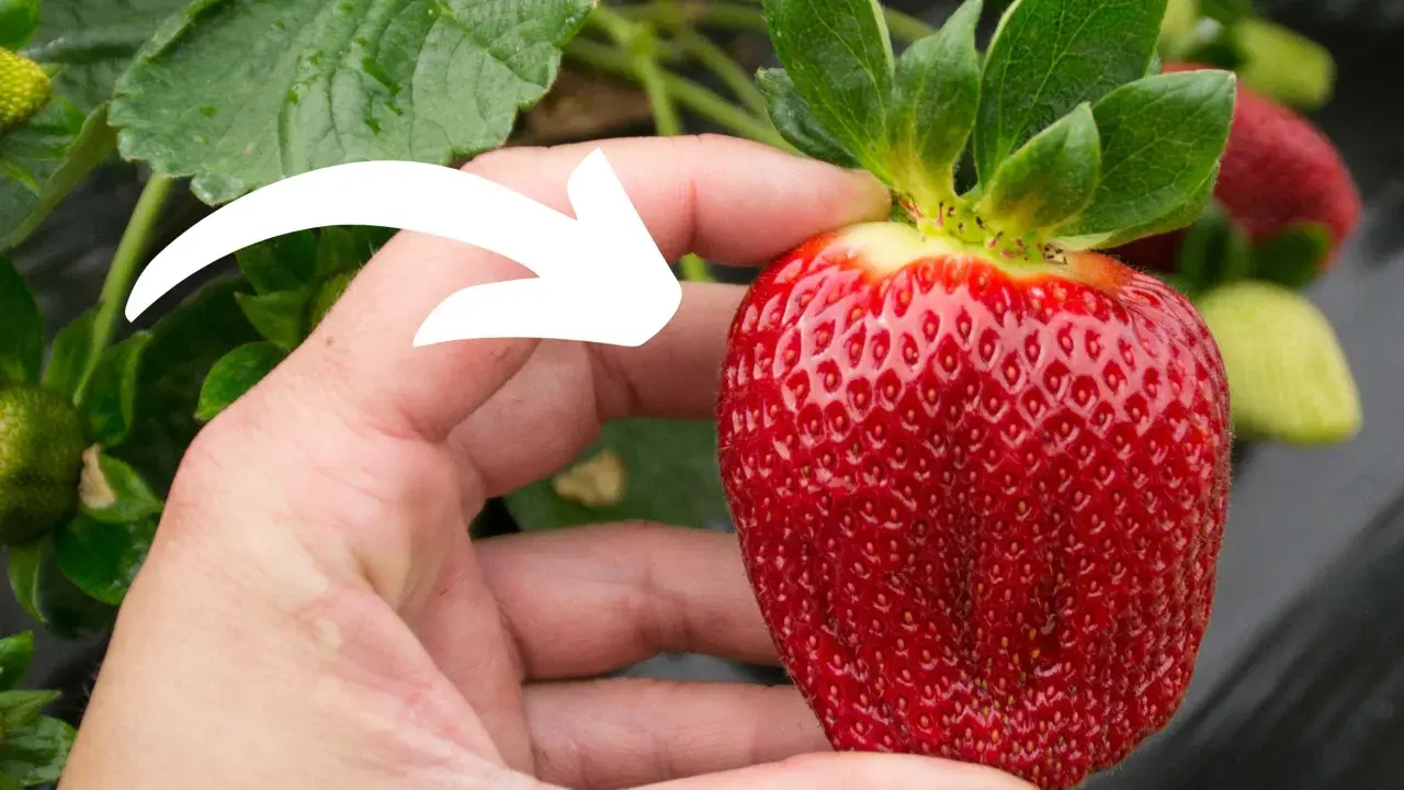 Dłoń trzyma dojrzałą truskawkę, a biała strzałka wskazuje na jej pestki. Czy truskawka to jagoda? Botanicznie nie, ale smakuje jak najsłodsza jagoda!
