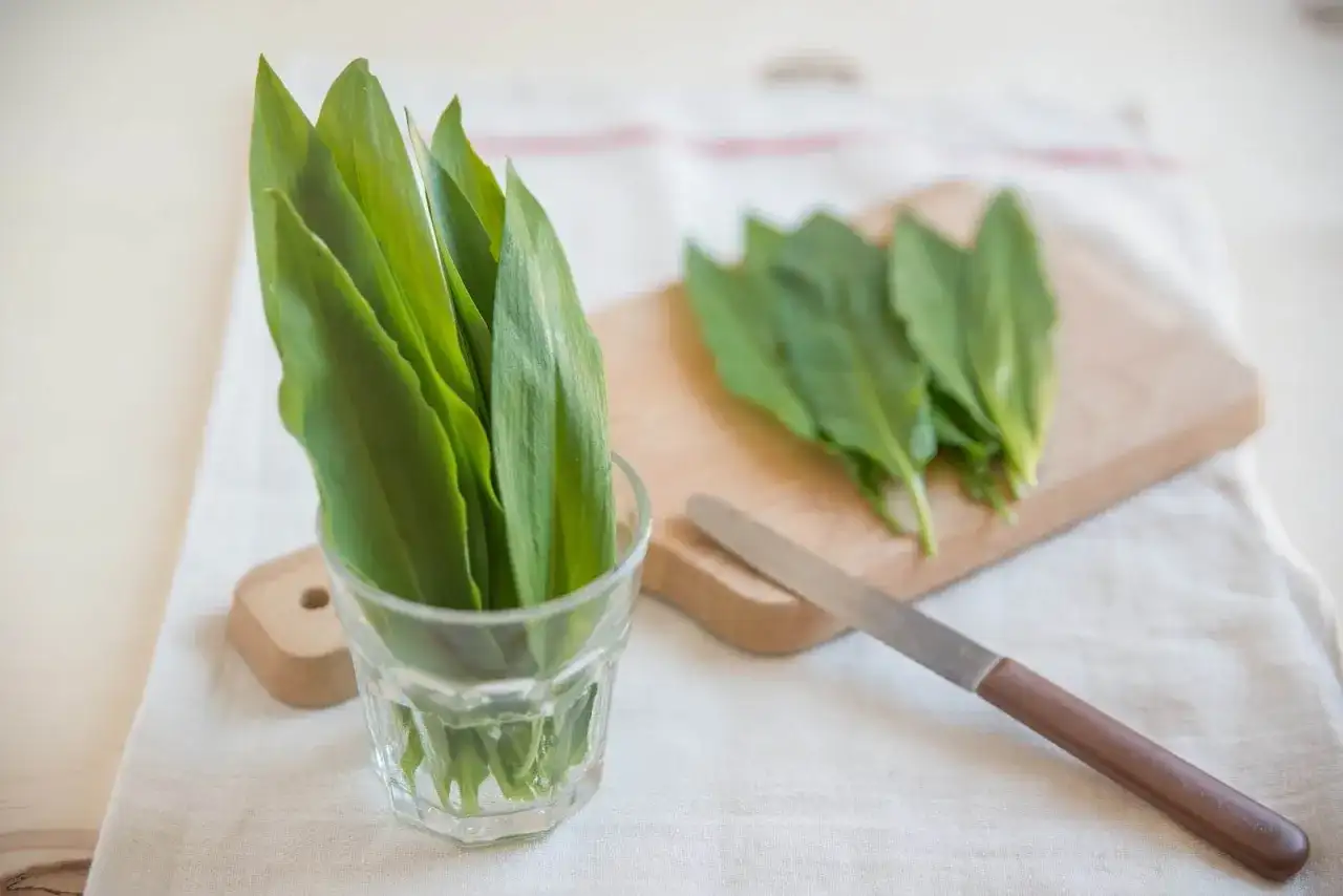 Świeży czosnek niedźwiedzi w szklance i na desce do krojenia, gotowy do przygotowania pysznego pesto.