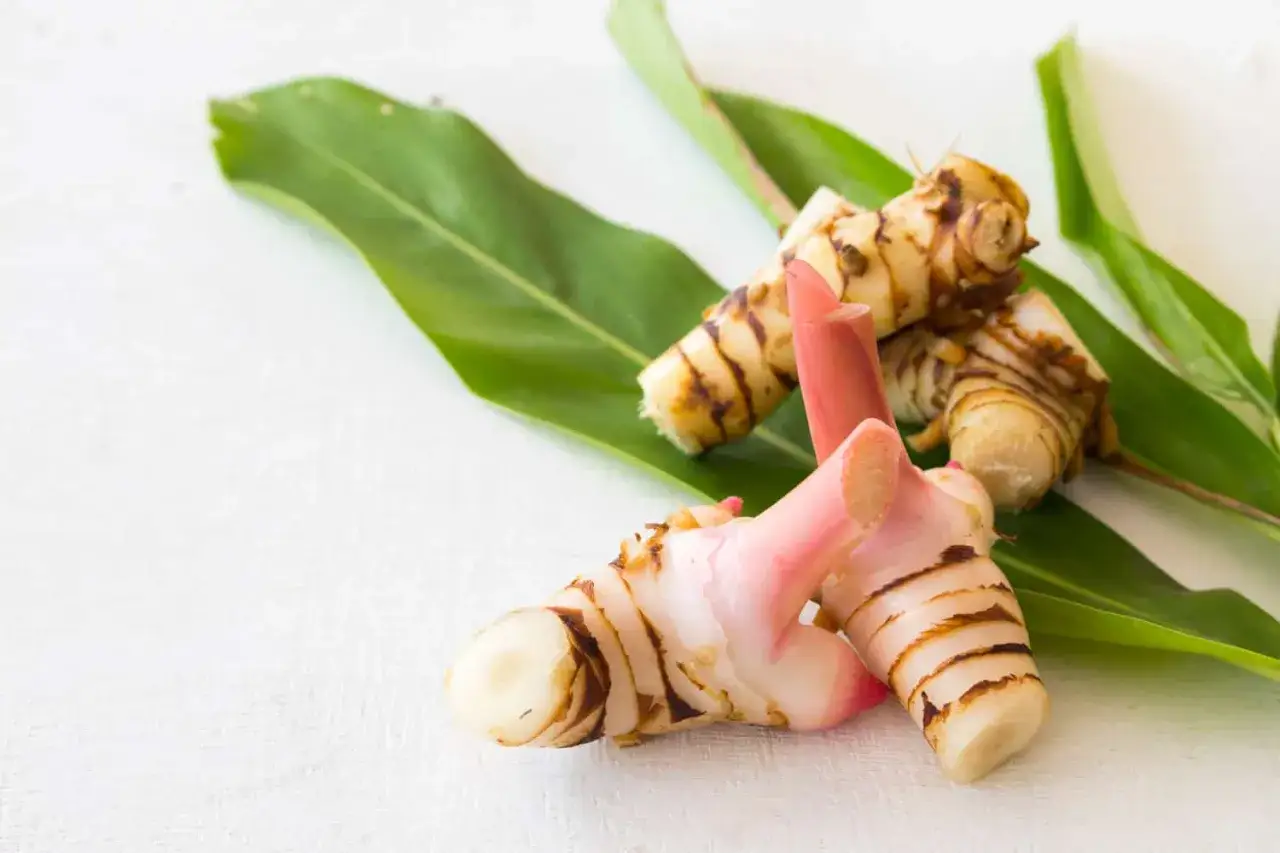 Kłącza galangalu, przyprawy o intensywnym aromacie, leżą na zielonych liściach. Galangal co to? To egzotyczny korzeń.