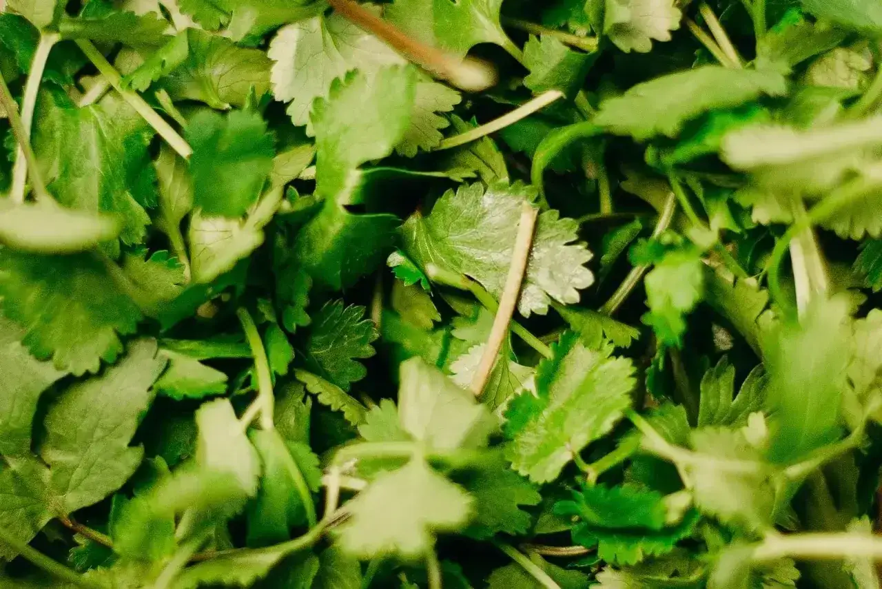 Świeża kolendra, której liście kuszą cytrusowo-ziołowym aromatem. Zastanawiasz się, jak smakuje kolendra? To orzeźwiająca nuta w kuchni.